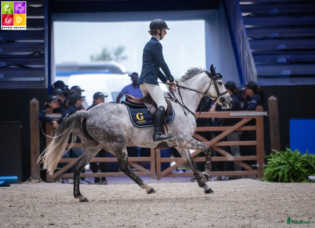 Hoppning hästar till salu: 148 Big Tracks ponies at Gateau Stables France - Annons 12