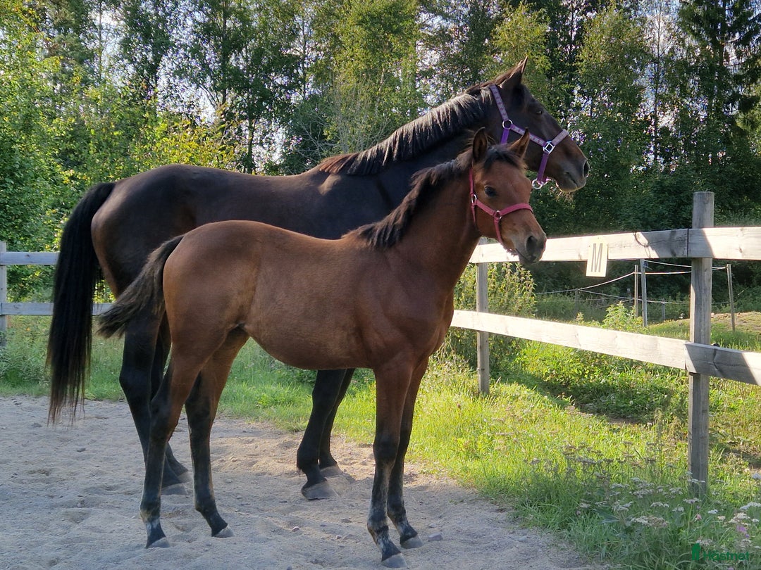 Övrigt hästar till salu: Harmoniskt stoföl  i Bruzaholm - Annons 5