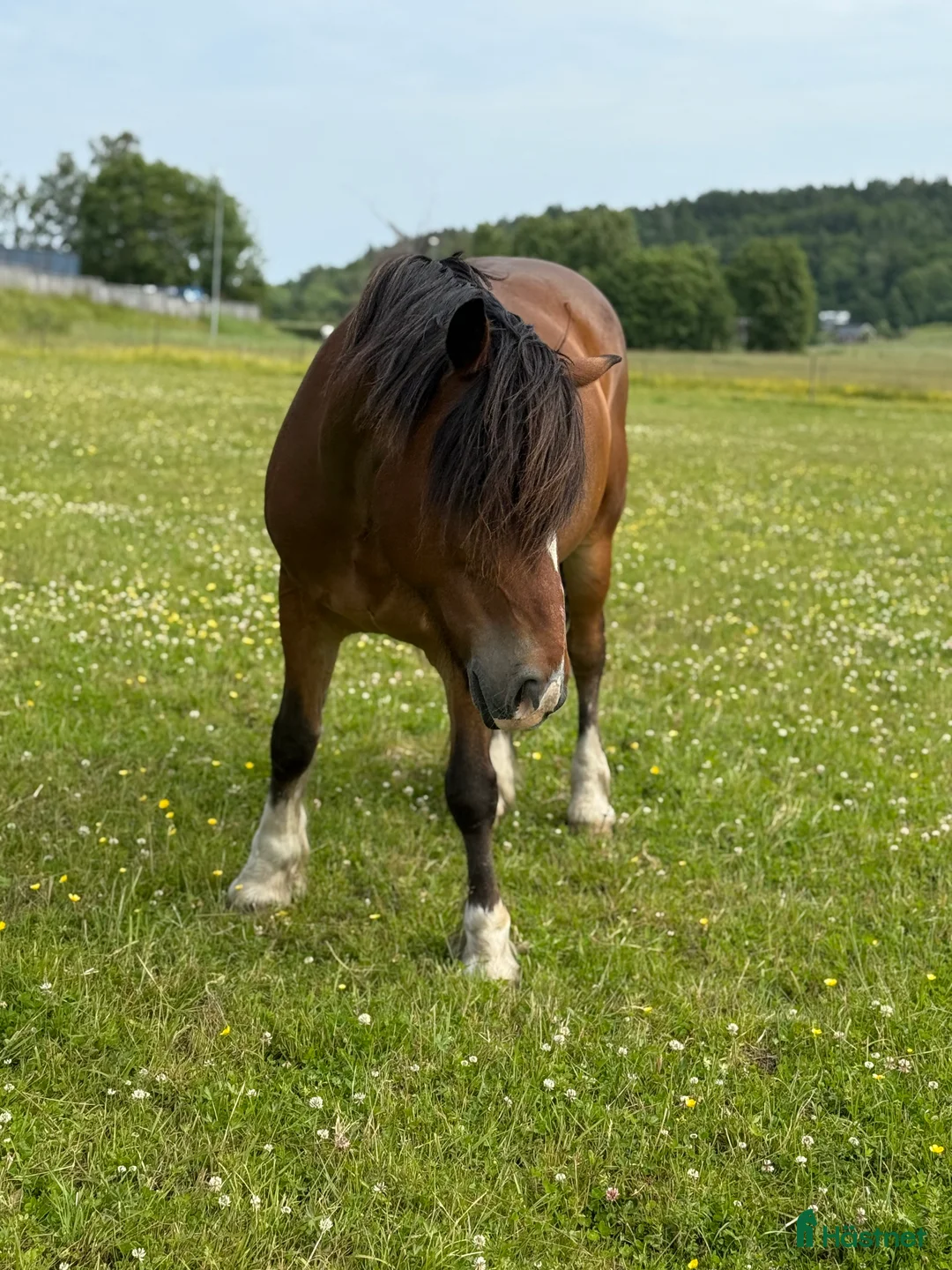 Allround hästar till salu: Loke ❤️ i Kungsbacka - Annons 4