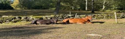  medryttarhäst finnes: Medryttare sökes Hindås / Bollebygd - Annons 6