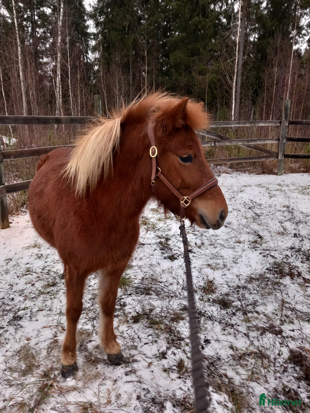 Island hästar till salu: Lovande sto i Våmhus - Annons 3