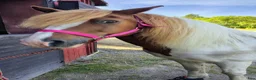  medryttarhäst finnes: Medryttare till grövre c-ponnyvalack 🐴 - Annons 2