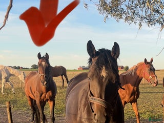 hästar Snällt sto lånas ut på foder i Anderslöv - Annons 6