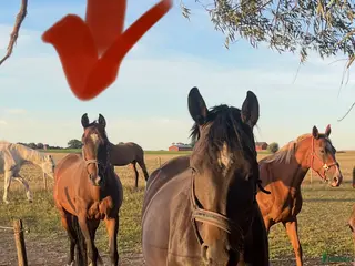 hästar Snällt sto lånas ut på foder - Annons 17