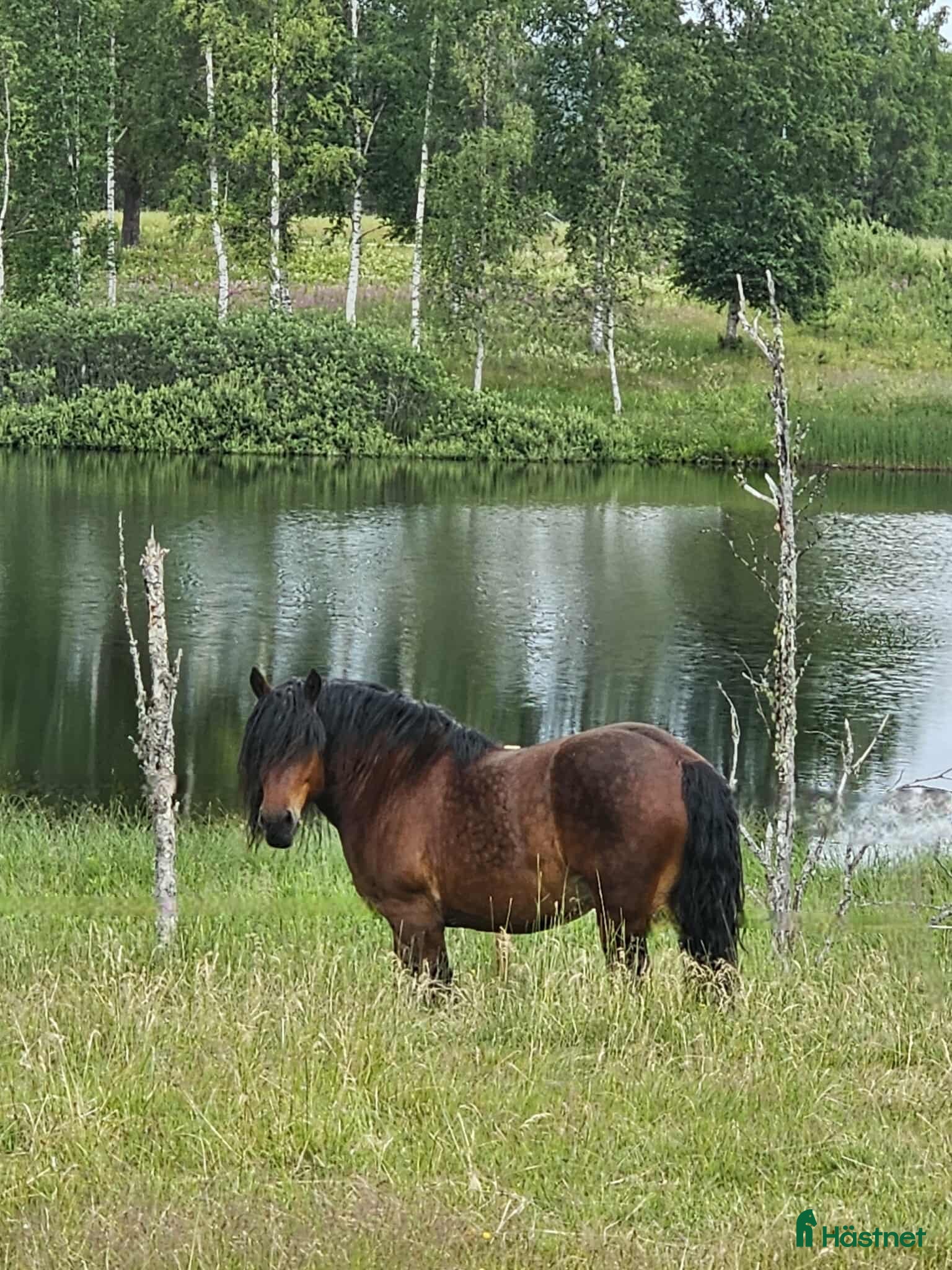  hästar Vacker ardennervalack - Annons 2