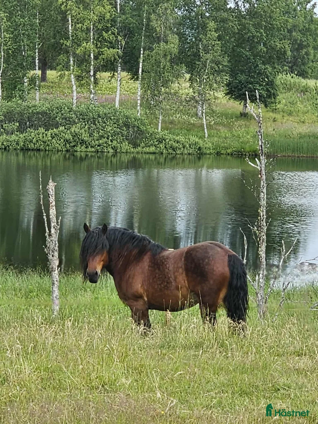 Övrigt hästar till salu: Vacker ardennervalack i Rengsjö - Annons 1