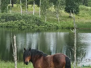 hästar Vacker ardennervalack - Annons 2