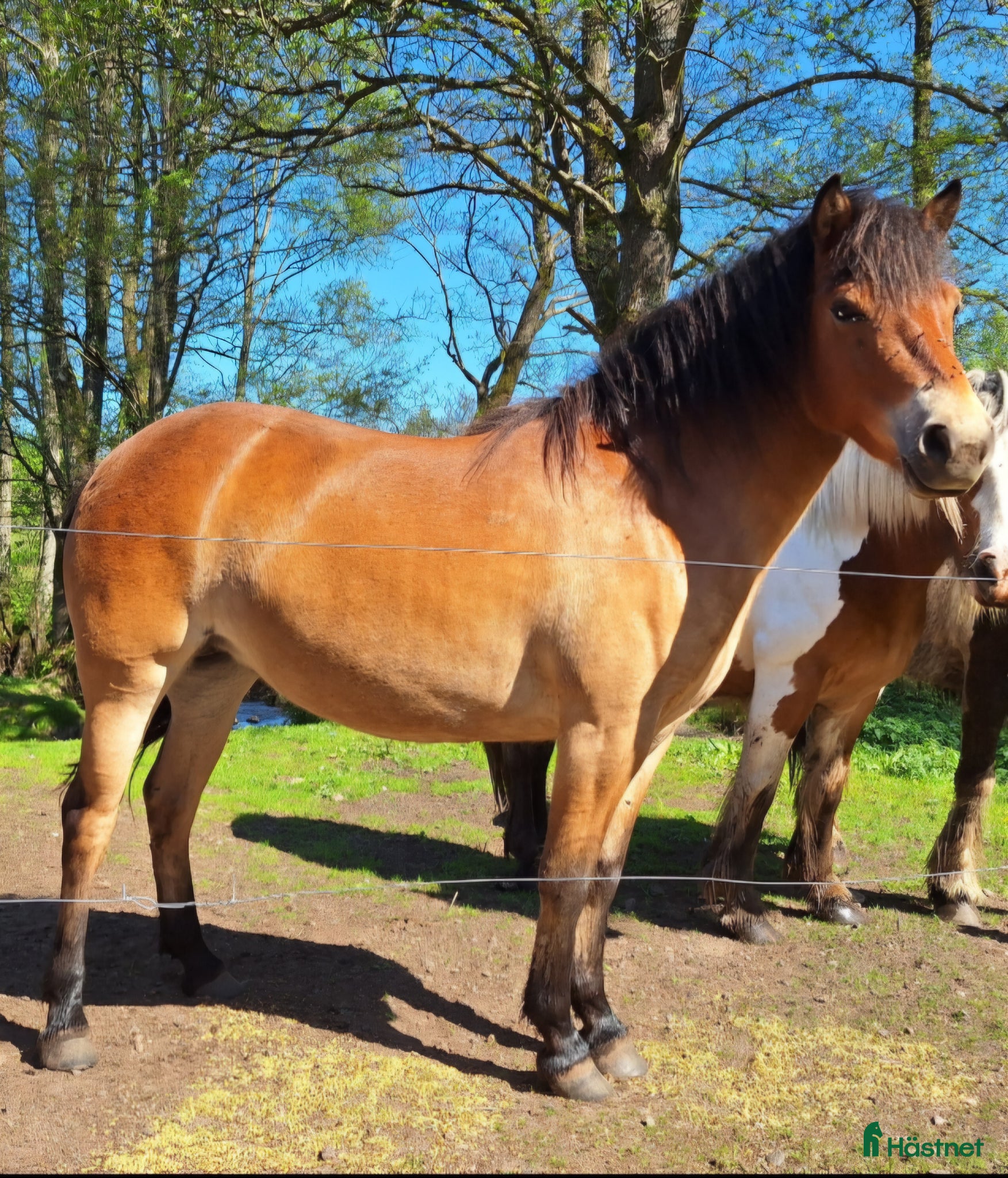  hästar Gotlandsruss  - Annons 2