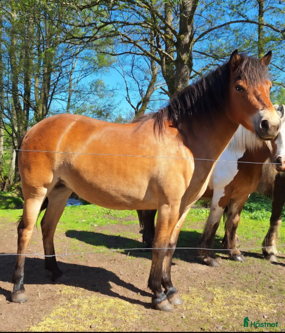 Allround hästar till salu: Gotlandsruss  i Munka-ljungby - Annons 1