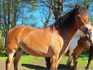 hästar Gotlandsruss - Annons 2