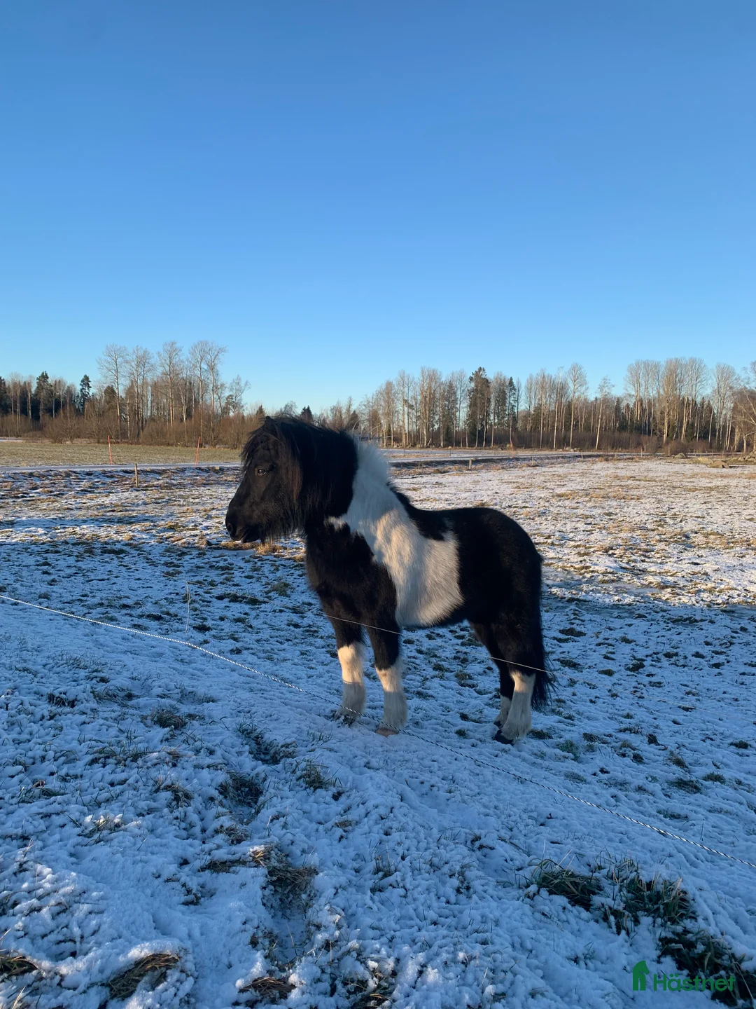 Allround hästar till salu: Två underbara valacker till salu i Månkarbo - Annons 2