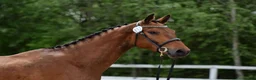 Hoppning hästar till salu: Snygg kille med stor potential  - Annons 4