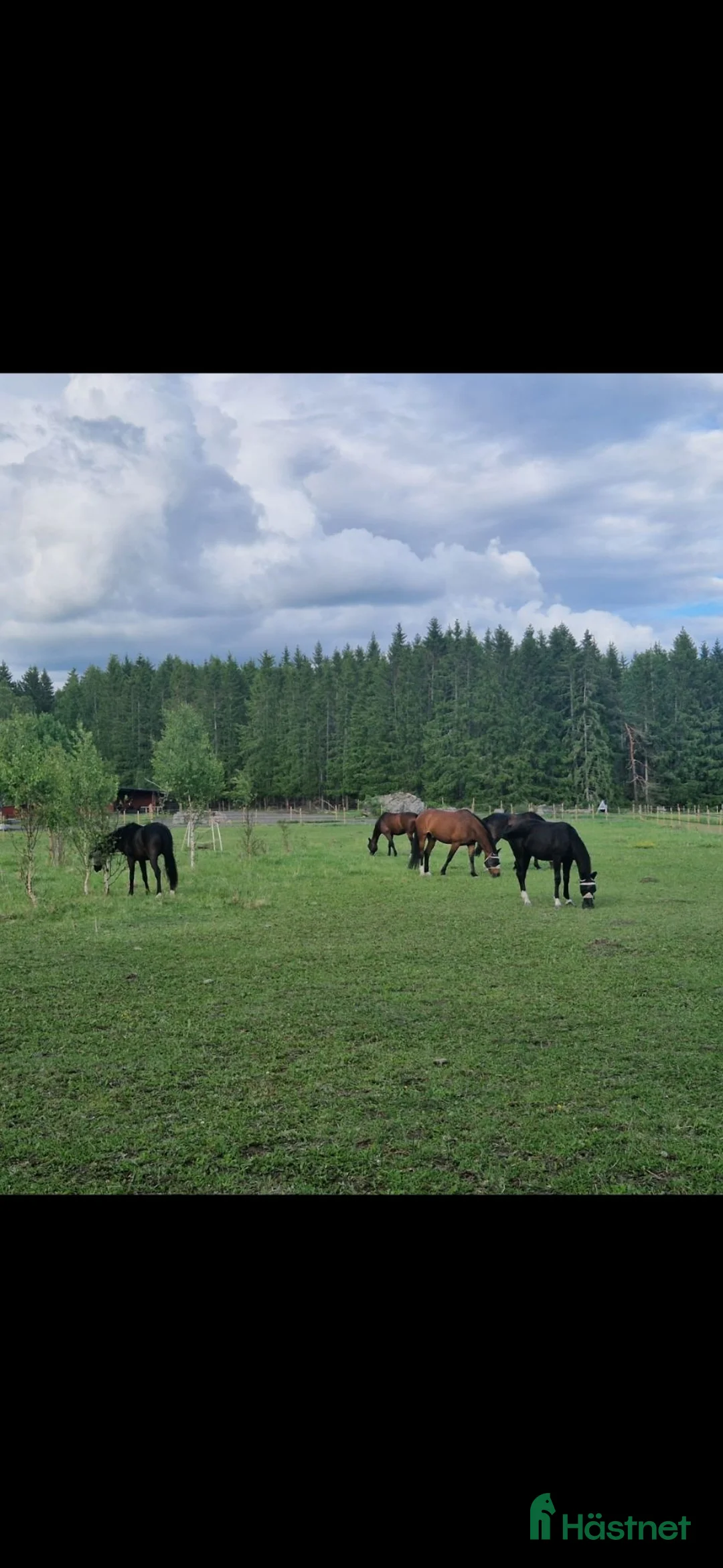 stallplats finnes: Boxplats med ridhus och stora hagar - Annons 2