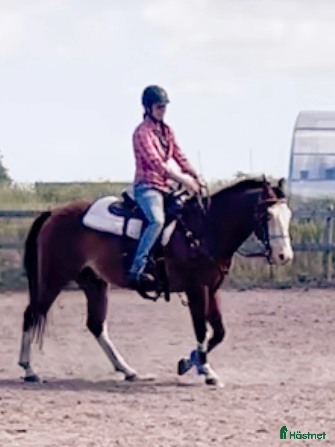 Western hästar till salu: Quarter/paint - Annons 5