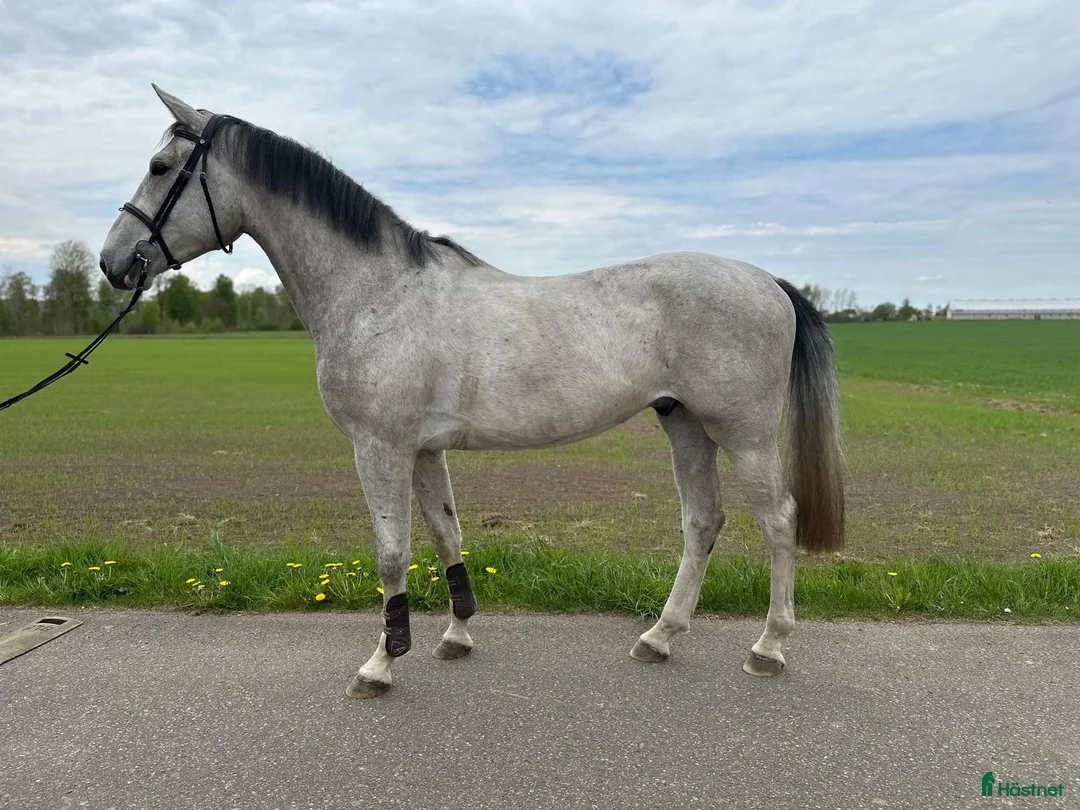 Hoppning hästar till salu: 3 årig SWB  - Annons 4