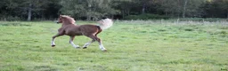 Allround hästar till salu: Svenskfödd guldbelönad Welsh Cob-valack till salu - Annons 3