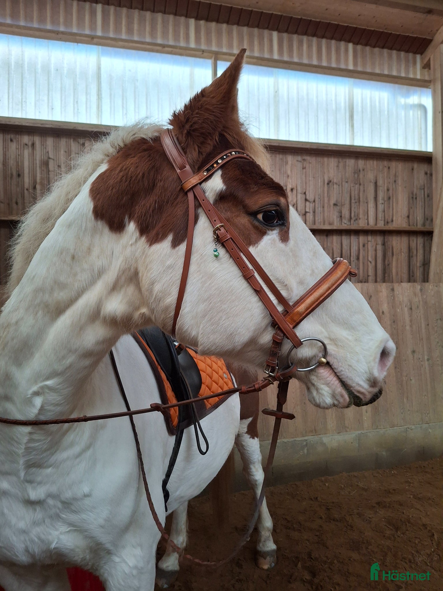  hästar Supersnäll valack - Annons 1