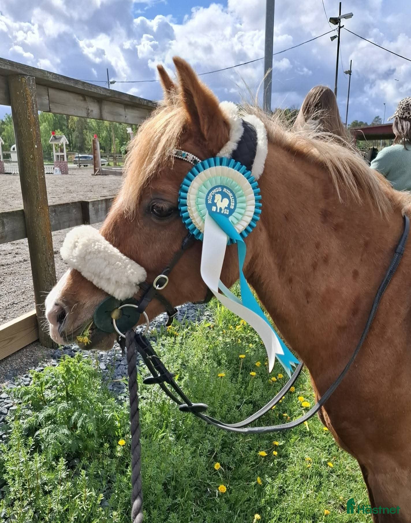  hästar Snäll,mild,söt! 🎀 B ponny valack 🎀 - Annons 16