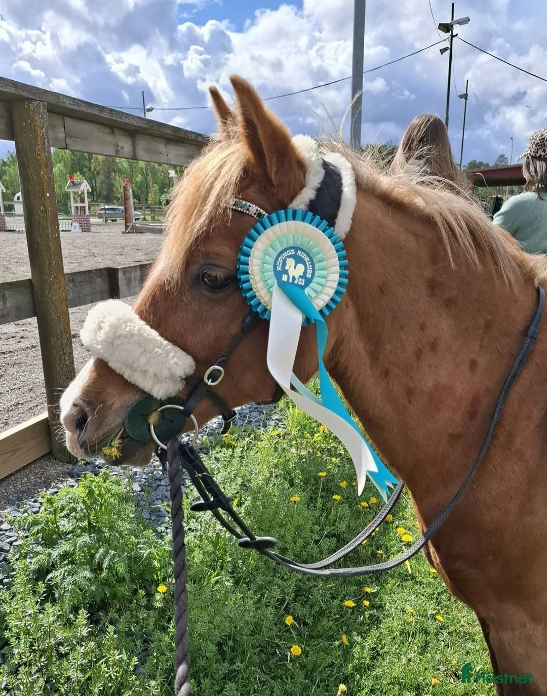 Allround hästar till salu: Snäll,mild,söt! 🎀 B ponny valack 🎀 - Annons 1