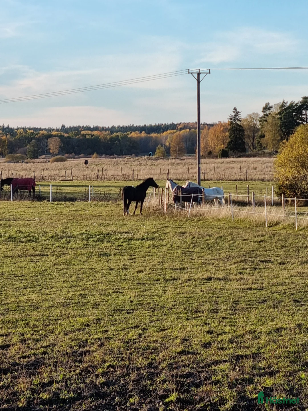  stallplats finnes: Stallplats Angarns Lundby  i Vallentuna - Annons 6