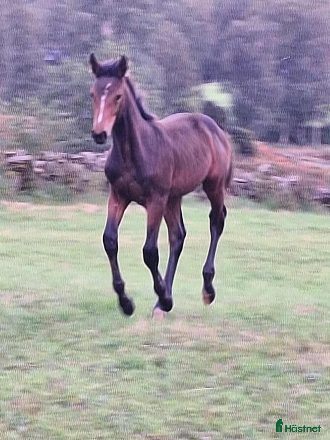 Hoppning hästar till salu: Stoföl med prestationsäker hopp stam! i Ullared - Annons 3