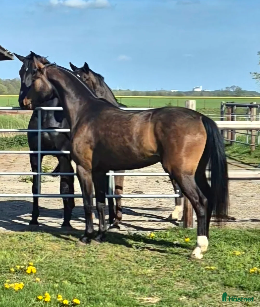 Hoppning hästar till salu: Lovande 4-åring e: Cornetto du Lys PS - Annons 1