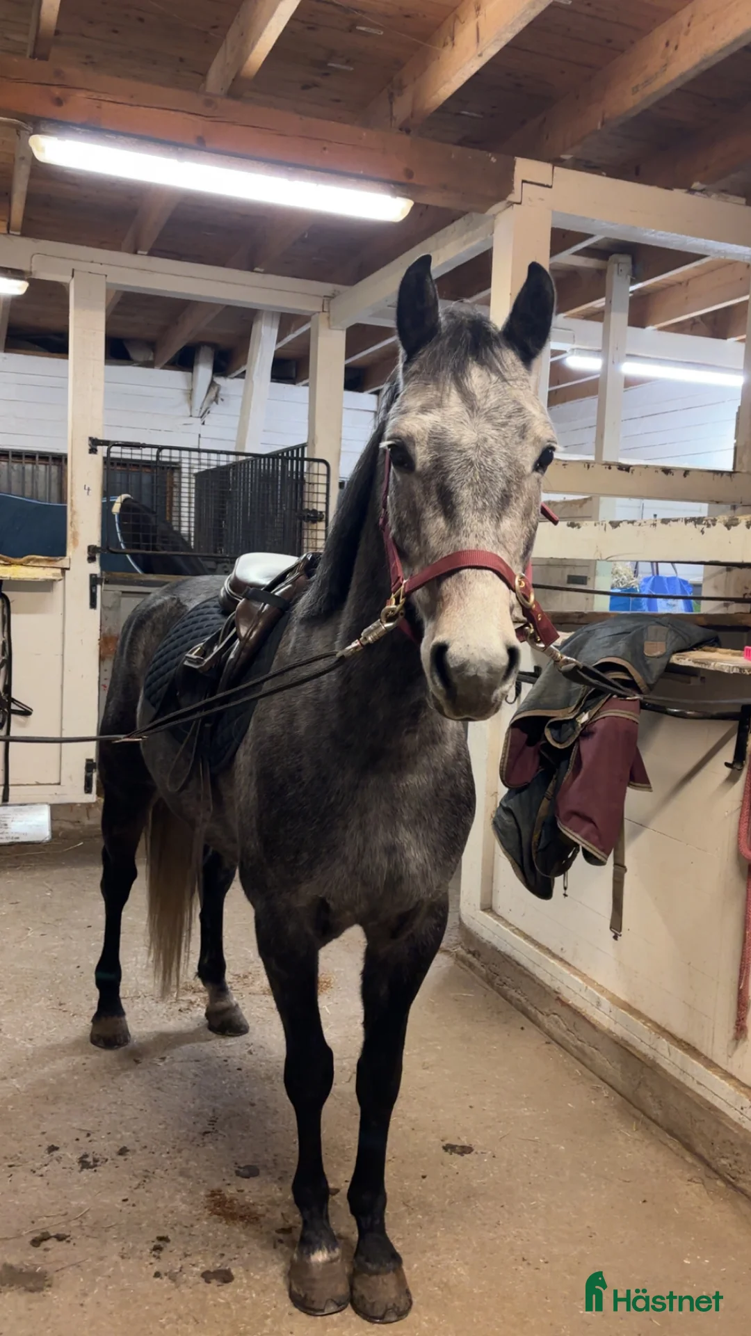 Hoppning hästar till salu: Vakker ponni med stort potensial  - Annons 3