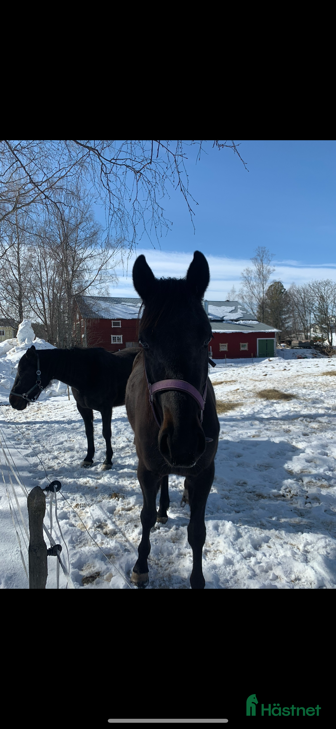 Sällskap hästar till salu: Sällskaps hästar säljes (mor och dotter) i Näsåker - Annons 3