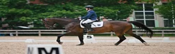 Hoppning hästar till salu: showjumping-dressur schoolmaster - Annons 2
