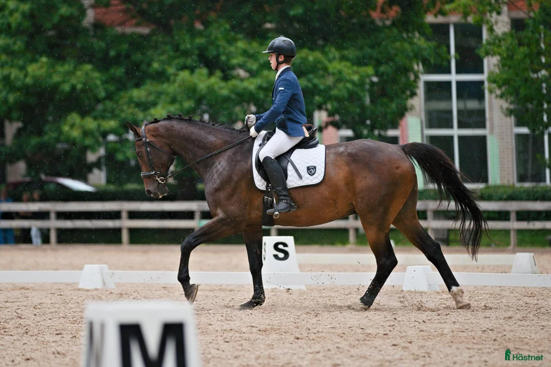 Hoppning hästar till salu: showjumping-dressur schoolmaster - Annons 2