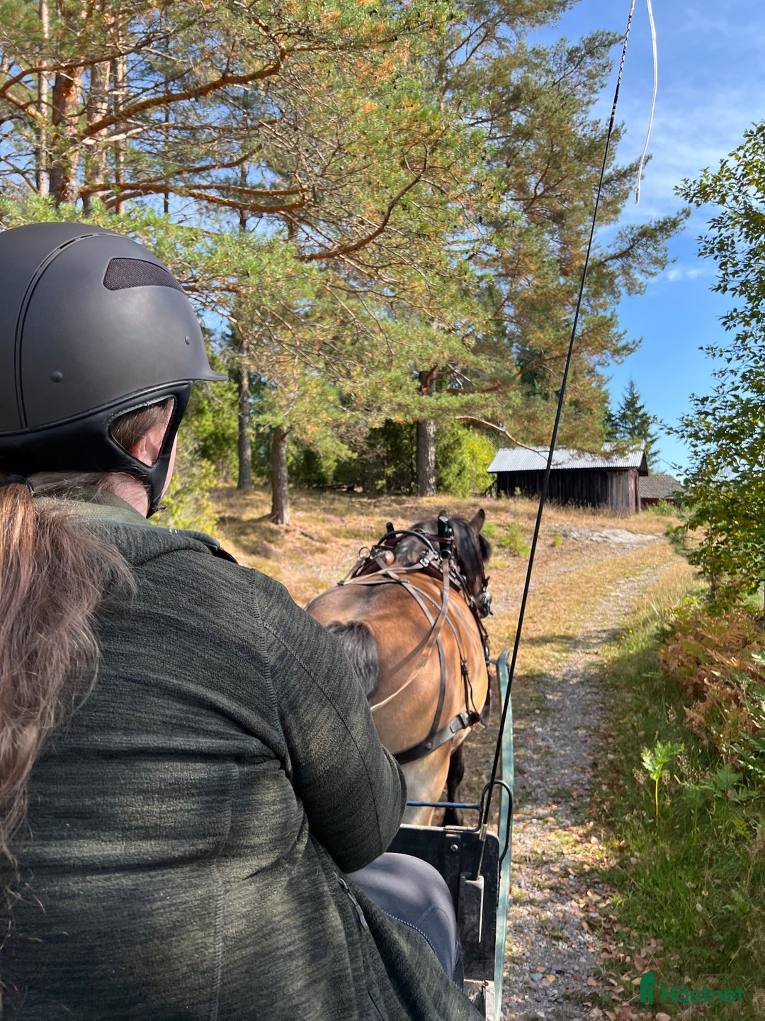 Övrigt hästar sökes: Viktbärande häst sökes(helst islandshäst)  i Vetlanda - Annons 2