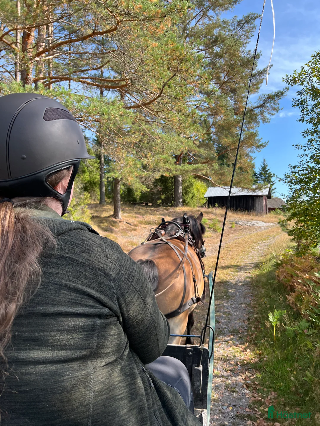 Övrigt hästar sökes: Viktbärande häst sökes(helst islandshäst)  - Annons 2