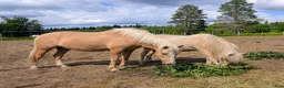 Allround hästar till salu: Rejäl d-ponny med fint temperament  - Annons 6