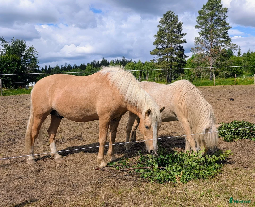 Allround hästar till salu: Rejäl d-ponny med fint temperament  - Annons 6