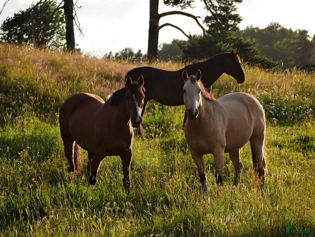  stallplats finnes: Stallplats  - Annons 2