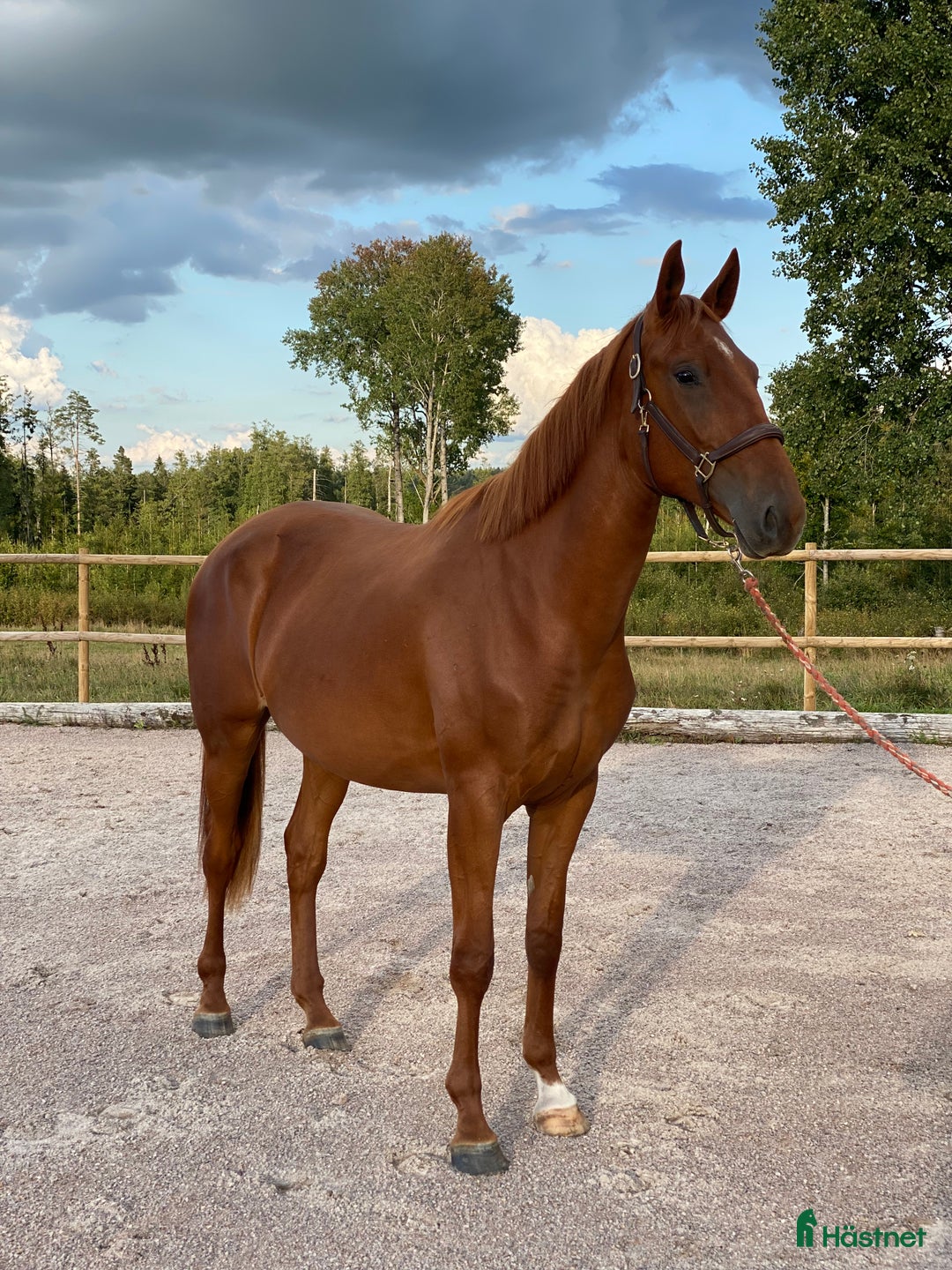 Hoppning hästar till salu: Nyfiken och socialt sto i Björköby - Annons 1