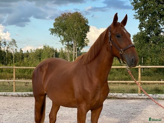 hästar Nyfiken och socialt sto i Björköby - Annons 12