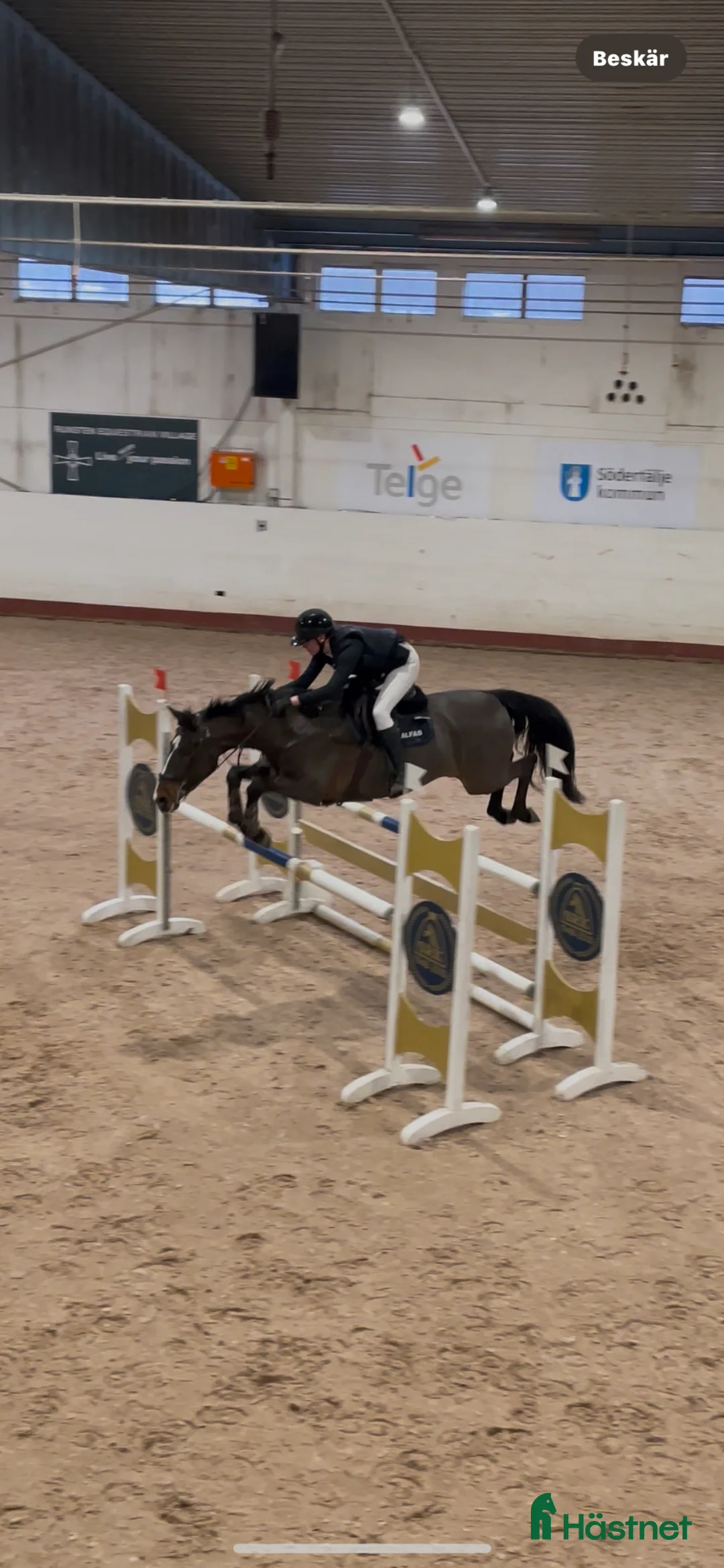Hoppning hästar till salu: Fin läromästare 🌟 - Annons 2