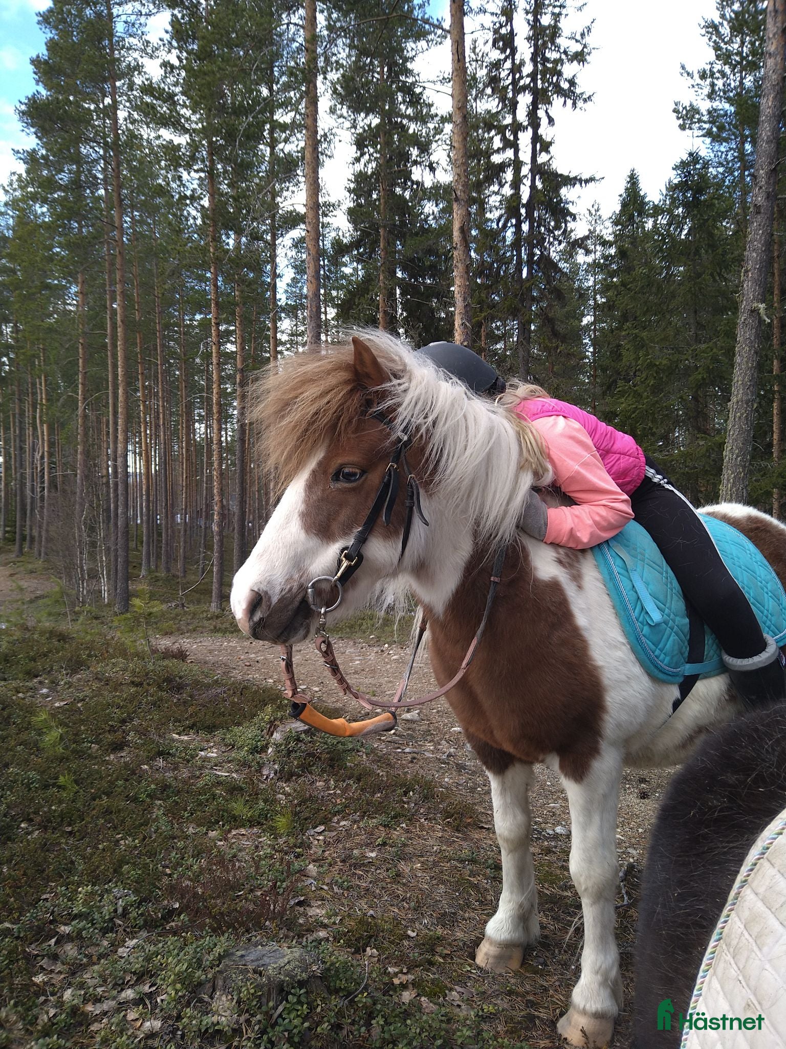  hästar Fin b-ponny - Annons 8