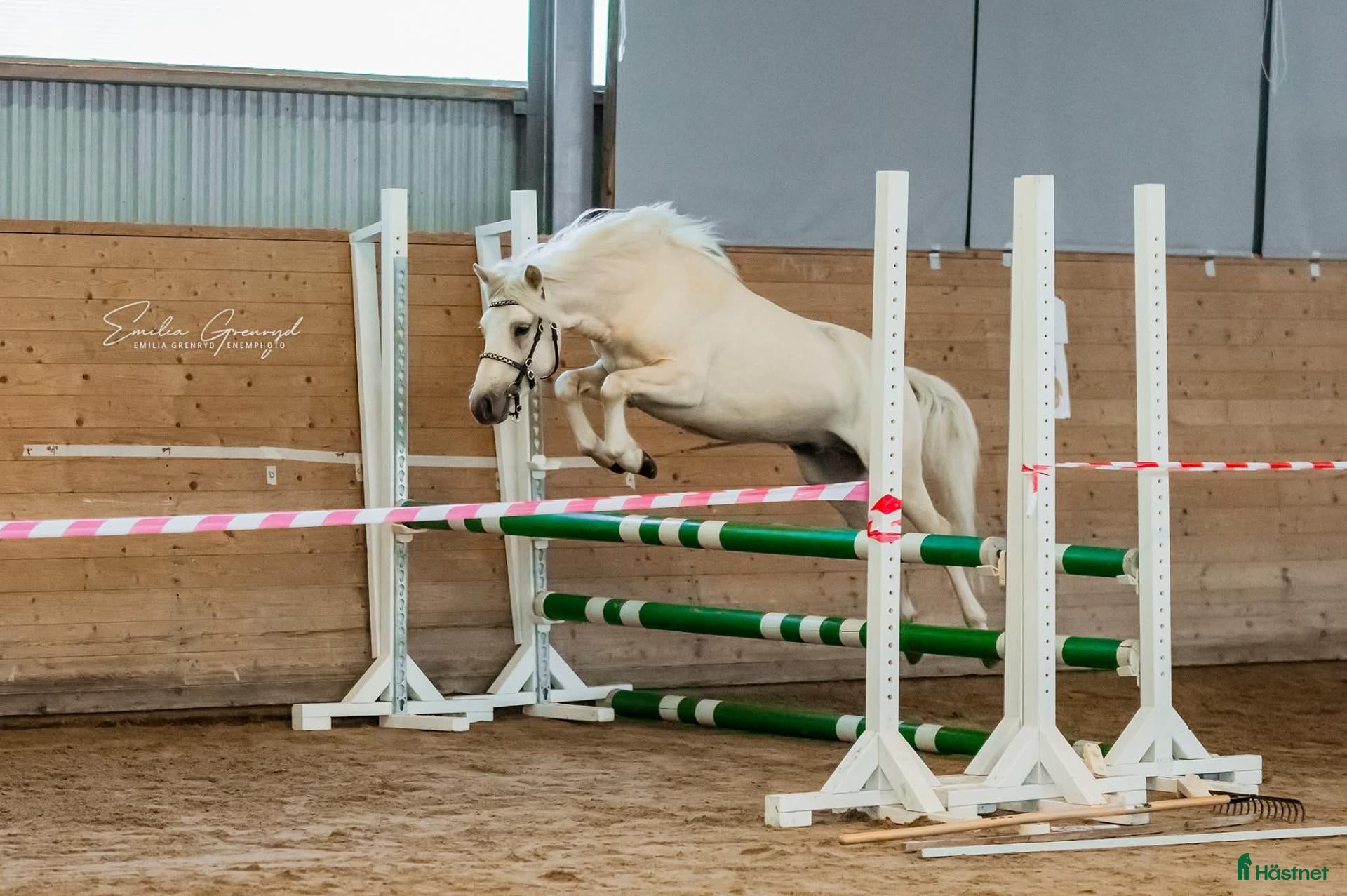 Allround hästar till salu: B ponny med kapacitet  - Annons 2