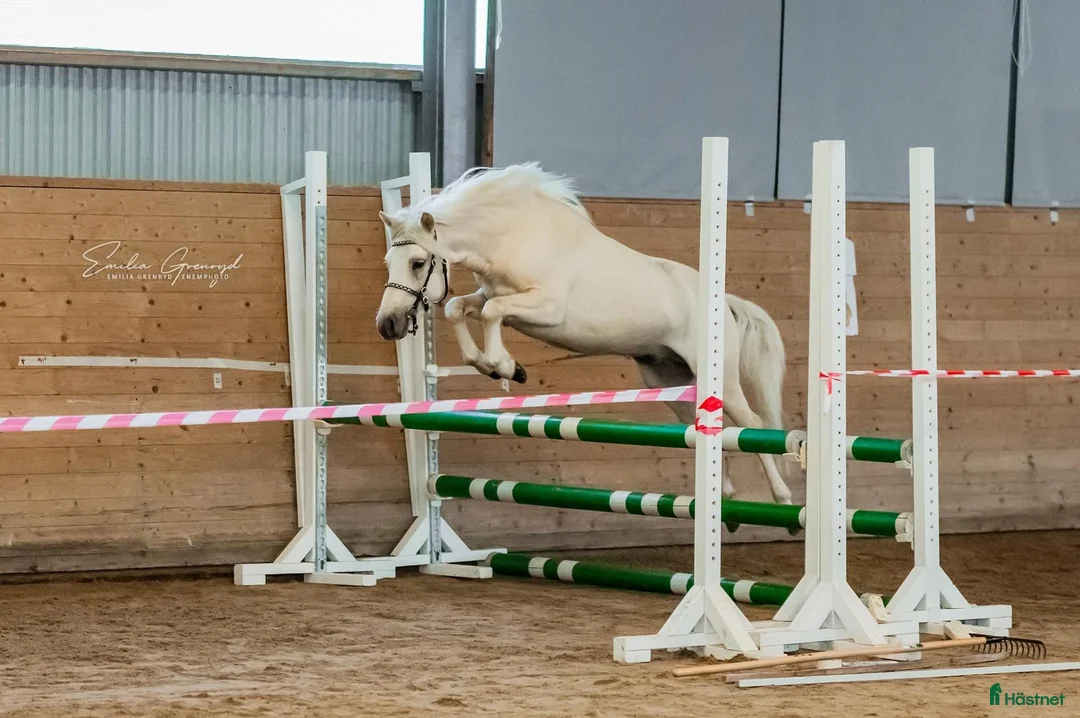 Allround hästar till salu: B ponny med kapacitet  - Annons 1