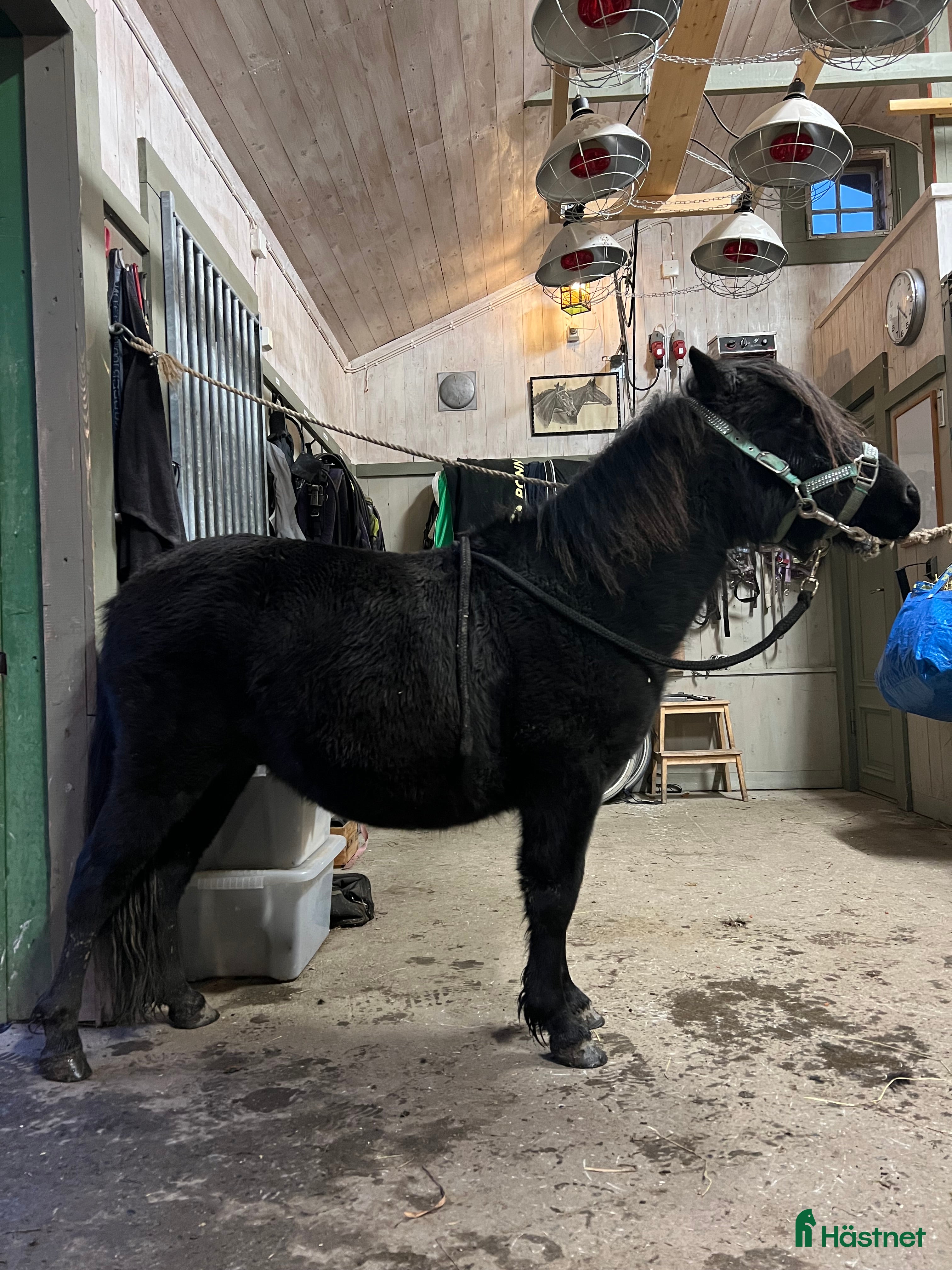  hästar Fin tvååring till trav i Trångsviken - Annons 4