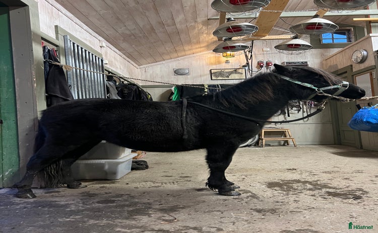  hästar Fin tvååring till trav i Trångsviken - Annons 1