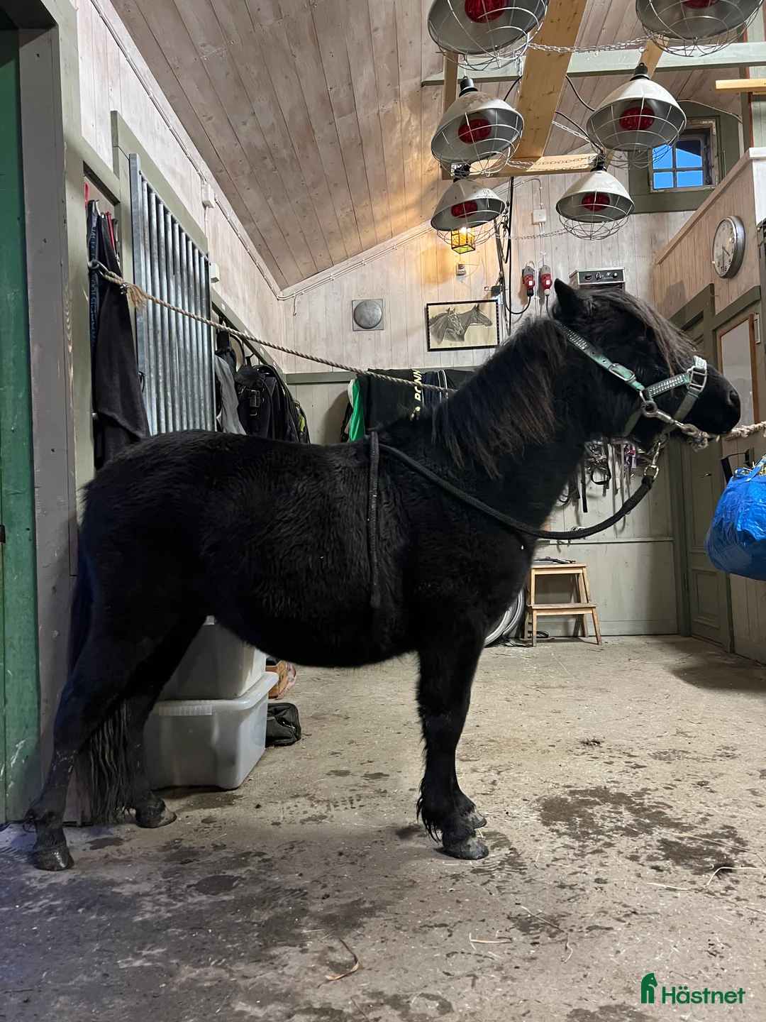 Trav hästar till salu: Fin tvååring till trav i Trångsviken - Annons 1