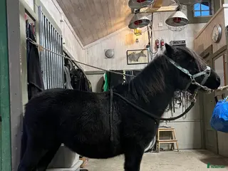 hästar Fin tvååring till trav i Trångsviken - Annons 4