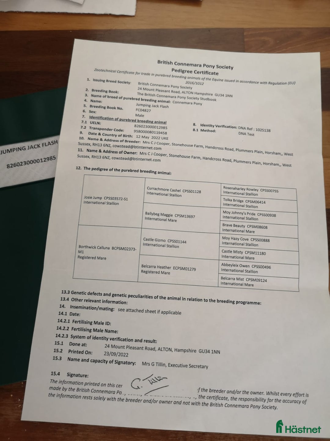 Hoppning hästar till salu: 3YO CONNEMARA – ELITE JUMPING PROSPECT i Ljungby - Annons 5