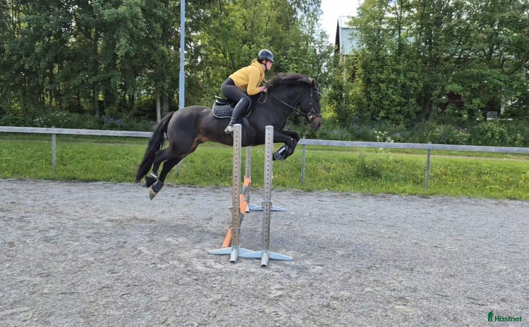  hästar i Frösön - Annons 2