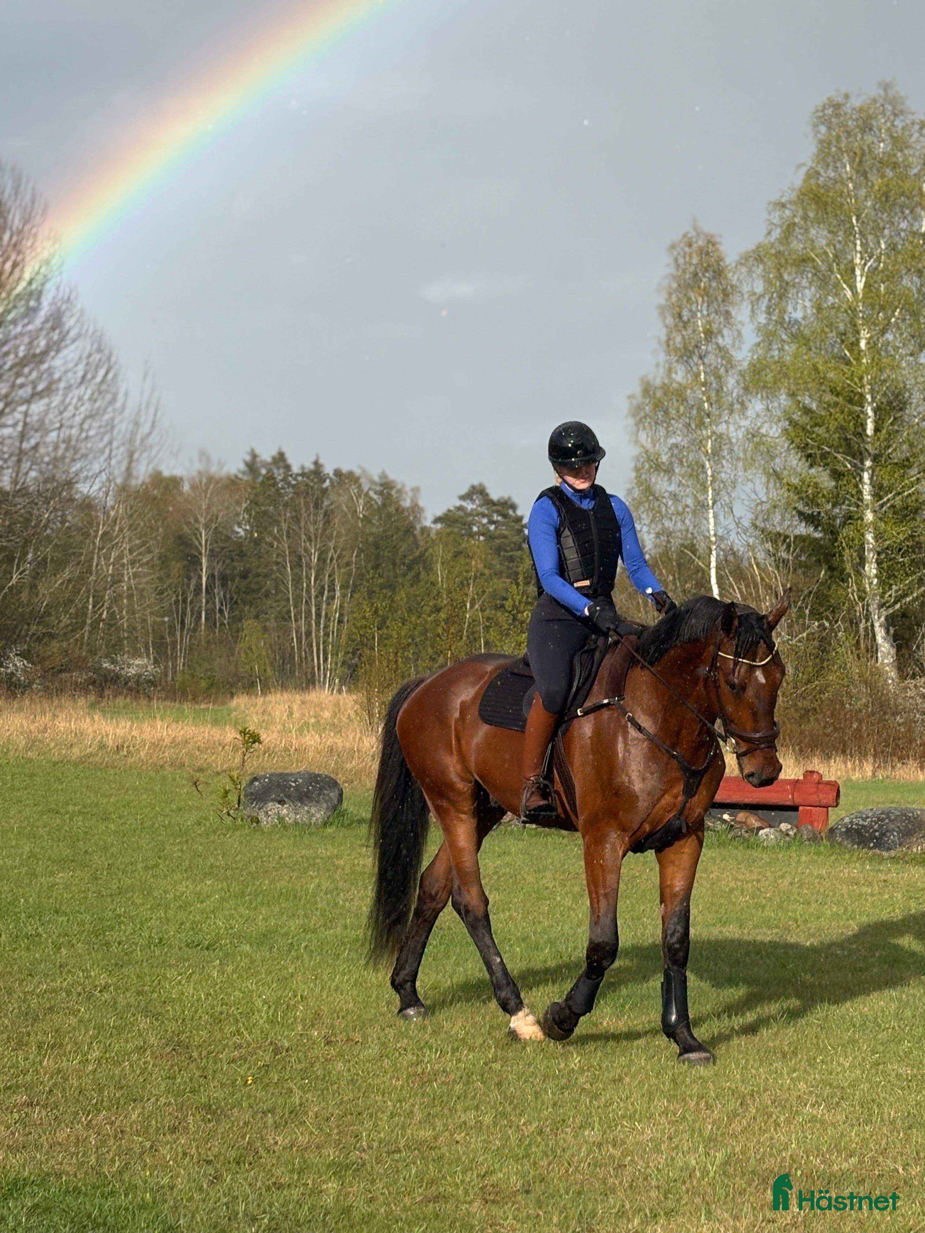  hästar Modig valack till uteritter och sällskap i Visby - Annons 7