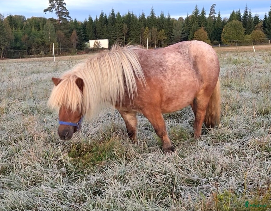  hästar Dräktig minishettis sto i Sandhem - Annons 5