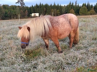 hästar Dräktig minishettis sto i Sandhem - Annons 2